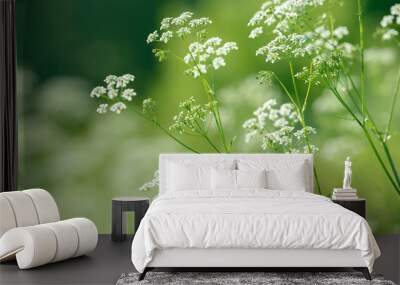 Anise flower field. Food and drinks ingredient. Wall mural