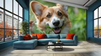 Edible cannabis, a corgi dog eats cannabis leaves to treat anxiety - Alternative Medicine. Wall mural