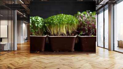 Micro green sprouts of radish, mustard, arugula in trays. Vitamins, healthy food. Generative AI. Wall mural