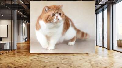 Portrait of beautiful red exotic shorthair cat on light background Wall mural