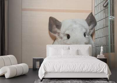 Cute grey chinchilla is sitting in the wooden house. Domesticated long-tailed chinchilla. Wall mural