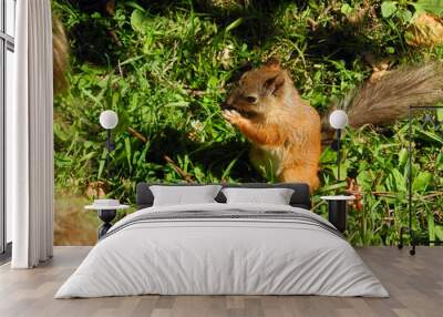 squirrel eating a nut Wall mural