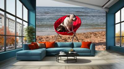 A dog is sitting in a red beach chair with a suitcase against the background of a sunset in the blue sea. Vacation, vacation Wall mural