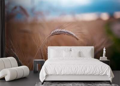 Wheat field in summer evening Wall mural