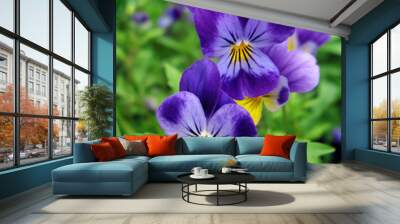 Blue pansy flowers close up Wall mural