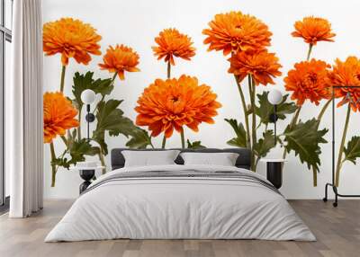 row of orange chrysanthemum flowers , png file of isolated cutout object on transparent background2 Wall mural