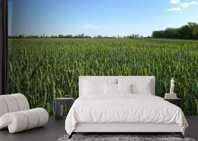 green young wheat ears in and the fields of the sky Wall mural