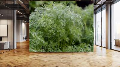 Dill in raindrops. Garden bed of young dill. Wall mural