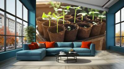 close-up of cucumber seedlings in peat pots Wall mural