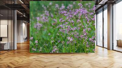 flowers in the field after the rain on a blurred background with drops of dew on the petals Wall mural