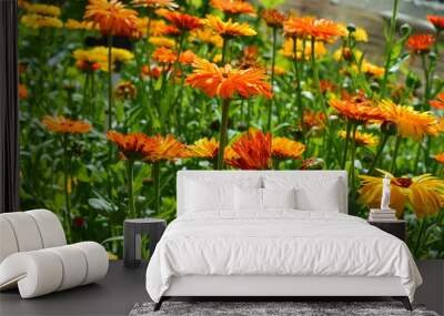 orange marigold a lot on the field Wall mural