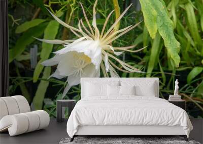 Epiphyllum anguliger Wall mural