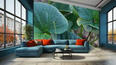 green burdock leaves close up Wall mural