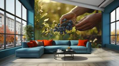 picking fresh blueberries on a plantation at sunset Wall mural