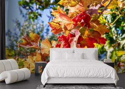 A branch of viburnum with berries and yellow autumn leaves. Red viburnum berries. Wall mural