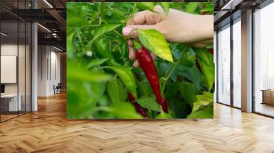 A woman's hand picks off a ripe hot pepper. Chili peppers on the bush. Wall mural