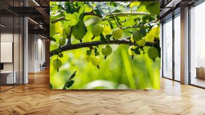 Green gooseberry bush, green gooseberry berries on the branches of the bush Wall mural