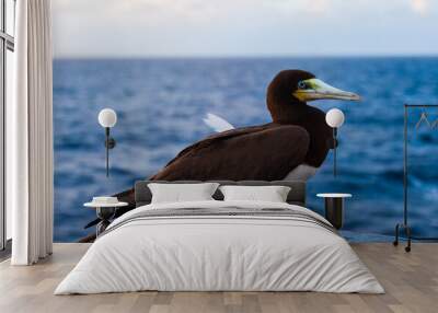 Portrait of a brown booby bird (Sula leucogaster) sitting on a ship in the ocean, close-up. Wall mural