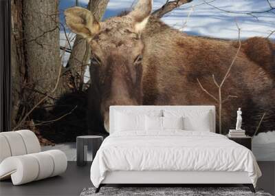 Moose tongue Wall mural