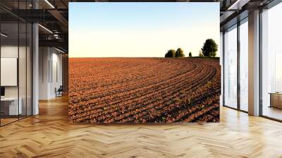 plowed field at sunset Wall mural