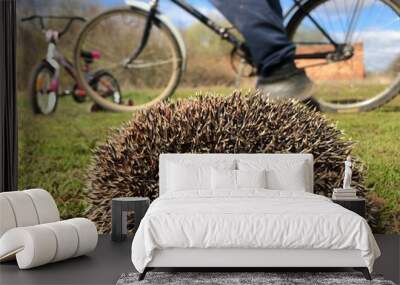 the hedgehog and the bike Wall mural