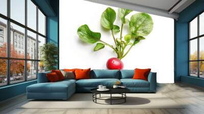 radish on a white background Wall mural