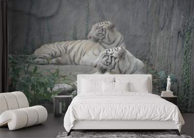 white tiger vietnam Wall mural