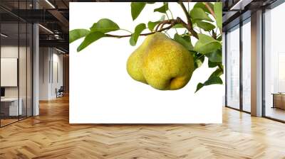 isolate on a white background pear branch with fruits and leaves close-up macro. Copy space Wall mural