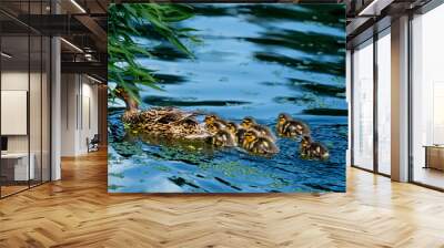 A duck with small ducklings on the surface of the lake on a summer day. Wall mural