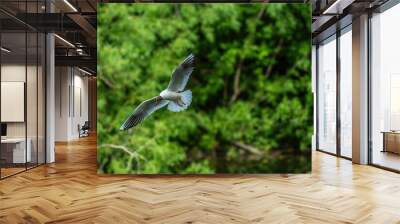 A seagull in the sky against the background of a green forest. Wall mural