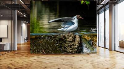 A seagull is sitting on a rock in the lake with its wings spread. Wall mural