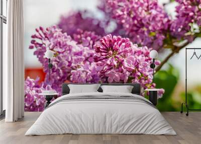 Blooming lilac bushes on a Sunny day. Wall mural