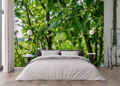 Green apples on a tree branch in the garden. Wall mural