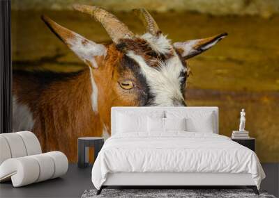 The head of a wild goat with horns. Wall mural