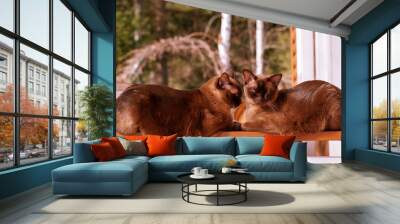 Two Burmese cats basking in the sun. Love between the cats. Wall mural