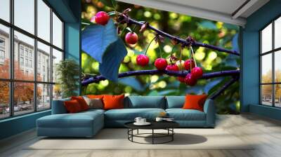 A sweet harvest ripens on a cherry tree. Wall mural