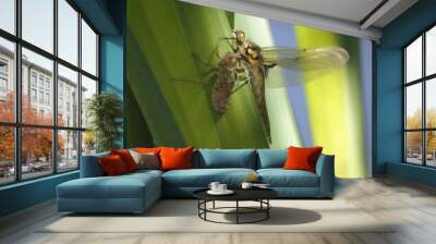 dragonfly on a leaf Wall mural