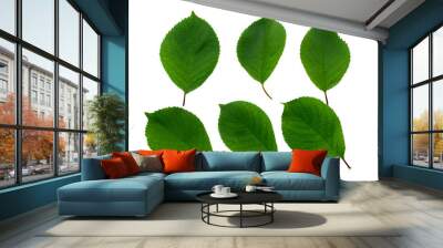 set of six green leaves of cherry isolated on white background Wall mural