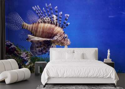 Zebra lionfish or zebra fish or striped lionfish lat. Pterois volitans is a species of ray-finned fish of the scorpion family in an aquarium on a blue background Wall mural