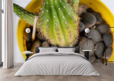 Cactus in a yellow flowerpot and stones on a white background Wall mural