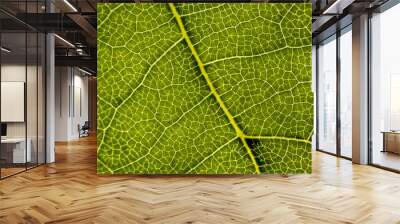 Background image of a leaf of a tree close up Wall mural