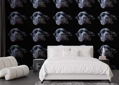 Dog muzzle isolated on black background. Cane Corso, nose close-up. Big black dog Wall mural