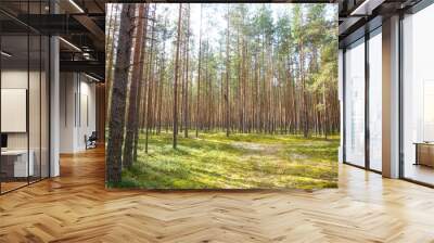 Pine forest in summer in sunny weather. Wall mural