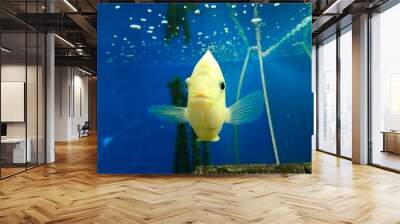 A beautiful yellow fish in an aquarium. Wall mural