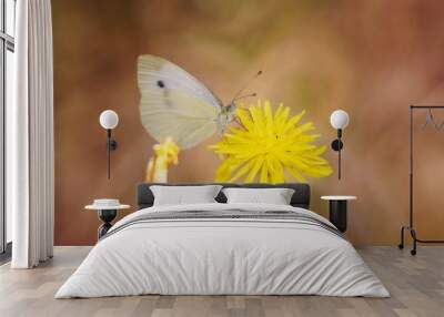 butterfly on flower Wall mural