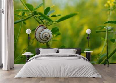 snail on grass Wall mural