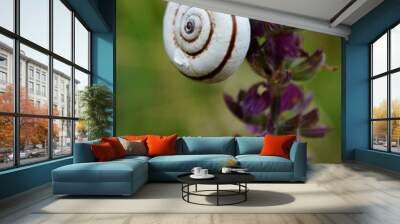 snail on leaf Wall mural