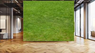 Field covered with low green grass Wall mural