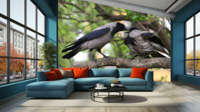 Two crows are sitting on a tree branch beak to beak Wall mural