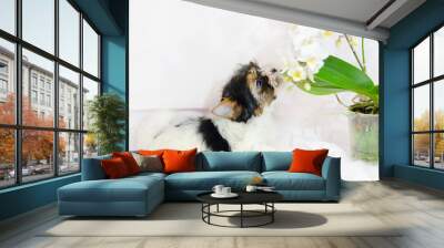 Two month old puppy Biewer-Yorkshire Terrier on a white background. Dog with flowers. Wall mural